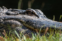 20151115_143049__zf-2
