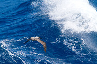20101113_114801_8068_zf