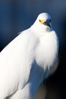 Portrait of a Sea Bird