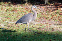 20151112_091451_0721_zf