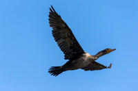 Double-crested cormorant (Phalacrocorax auritus)