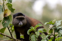 Golden Monkey on a Branch