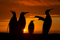 Antarctica 2010