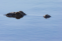 20151112_093150_0790_zf