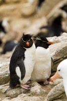 Rockhopper Winking