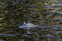 20151112_133112_0807_zf