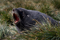 Fur Seal in Tussoc