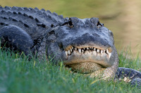 Gator Smile