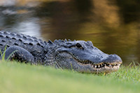 Gator