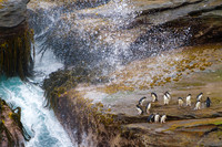 Rockhopper Splash