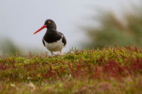 Oyster Catcher front